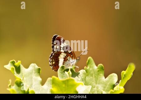 Papillon amiral blanc (Limenitis Camilla), sous-ailes en spectacle avec un joli fond clair. Banque D'Images