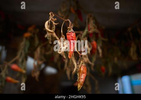 Piments rouges pendus et secs isolés sur fond sombre Banque D'Images