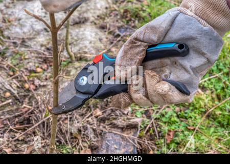 Première année, élagage d'hiver de l'arbre Wayfaring, Viburnum lantana, planté dans le cadre d'une nouvelle haie. Banque D'Images