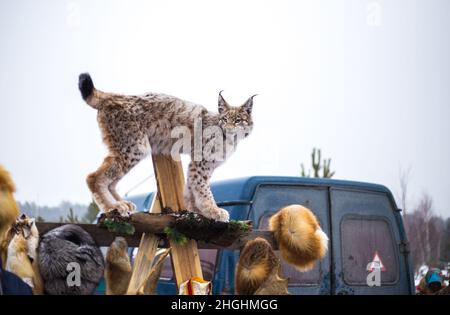 lynx farcis à l'extérieur en hiver aux bergers de rennes Banque D'Images