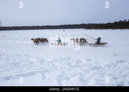 Les hommes de khans se débattent dans la neige sur un traîneau tiré par des cerfs le jour du troupeau de rennes Banque D'Images