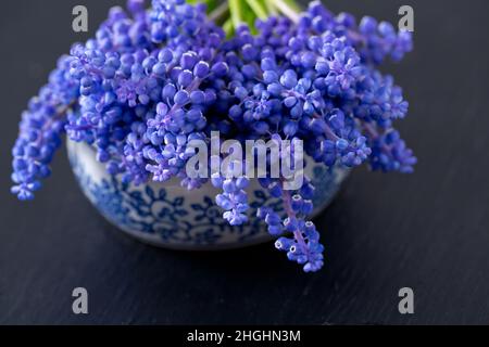 Fleurs muscari bleu (elephants) sur fond de bois Banque D'Images