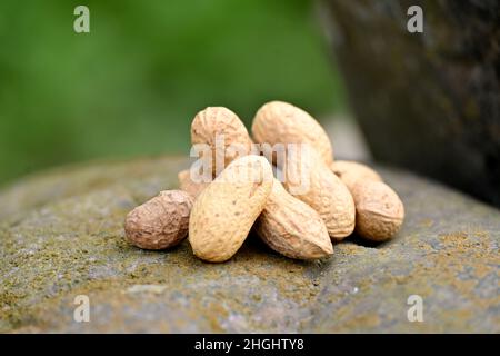 gros plan sur les gousses de noix de pois brunes de la pierre sur un fond vert brun hors foyer. Banque D'Images