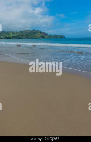 Golden Doodles jouant dans le surf à la plage de Hanalei à l'extrémité nord de l'île hawaïenne de Kauai, Hawaii, Etats-Unis. Banque D'Images