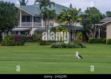 A moli, ou Laysan albatros (P. immutabilis) (espèce en voie de disparition) au Club de golf Princeville Makai sur l'île hawaïenne de Kauai, Hawaii, États-Unis. Banque D'Images