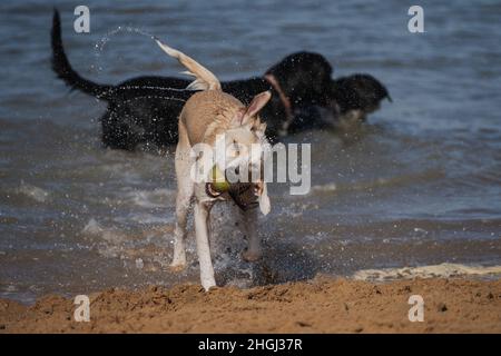 Chien jouant avec un ballon de tennis sur la plage Banque D'Images