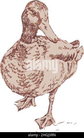 Illustration vectorielle de drake dessiné à la main.Canard isolé. Illustration de Vecteur