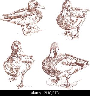 Illustration vectorielle avec collection de canards dessinés à la main.Canards sauvages isolés. Illustration de Vecteur