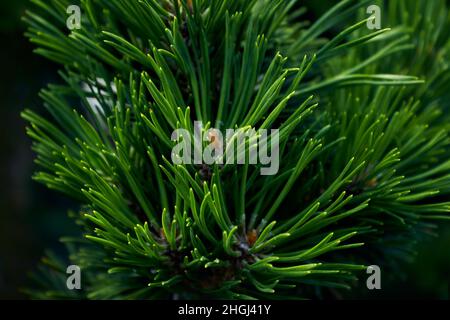 Branches en pin pickly moelleuses.Gros plan sur une branche de conifères verte et douce sur un fond sombre.Longues aiguilles en pin.Fond floral pour le design. Banque D'Images