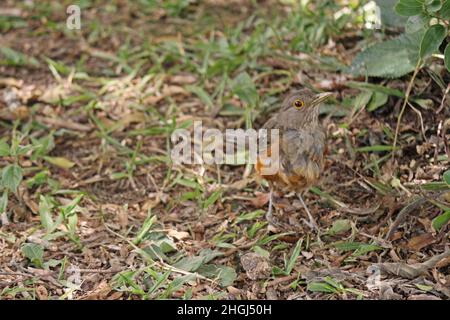 La muguet orange (Turdus rufiventris) marchant dans l'herbe près des arbres.Elle représente la faune ornithologique brésilienne, considérée comme le sym Banque D'Images