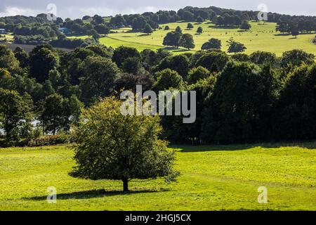 Champs verts et collines ondoyantes, campagne en septembre soleil près de Wakefield, Yorkshire, Angleterre, Royaume-Uni Banque D'Images