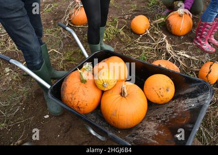 gros plan de citrouilles d'orange dans une brouette et de jambes et pieds d'enfants portant des bottes wellington, dans un champ en automne Banque D'Images