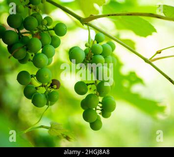 Grappes de raisins verts sur la vigne en gros plan rétroéclairé avec ombres et faible profondeur de champ. Banque D'Images