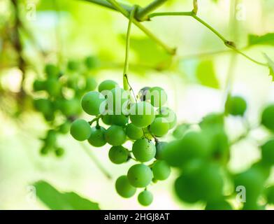 Raisins frais verts en grappe sur vigne avec une faible profondeur sélective de champ. Banque D'Images