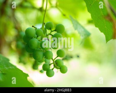 Raisins frais verts en grappe sur vigne avec accent sélectif avec espace de copie. Banque D'Images