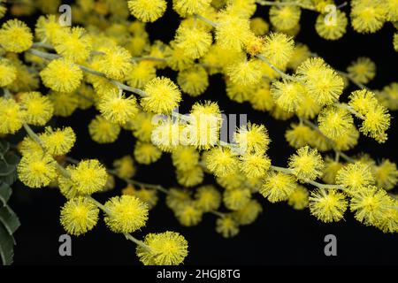 Mimosa branche de fleur poussant sur l'arbre.Arrière-plan sombre.Acacia dealbata.Argent liquide Banque D'Images