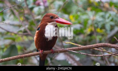 Oiseau de kingfisher à gorge blanche assis sur la branche de l'arbre avec bec rouge Banque D'Images