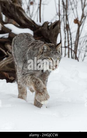 Le Lynx canadien (Lynx canadensis) avance la Paw Up hiver - animal captif Banque D'Images