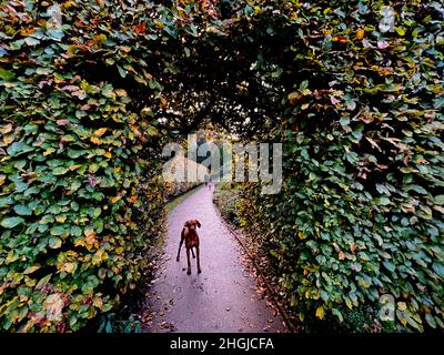 L'automne dans un parc anglais Banque D'Images