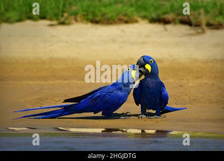 Deux aras de jacinthe (Anodorhynchus hyacinthinus) touchent leurs becs ensemble sur une rive de rivière.Pantanal, Brésil Banque D'Images