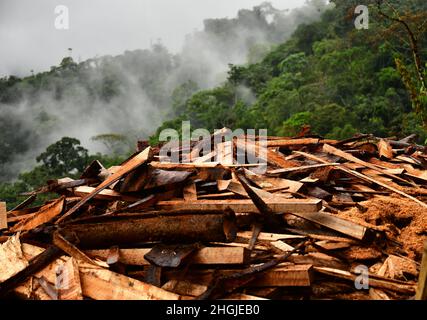 Un site d'exploitation forestière dans la forêt tropicale.Des feuillus matures ont été abattus.Colombie, Amérique du Sud Banque D'Images