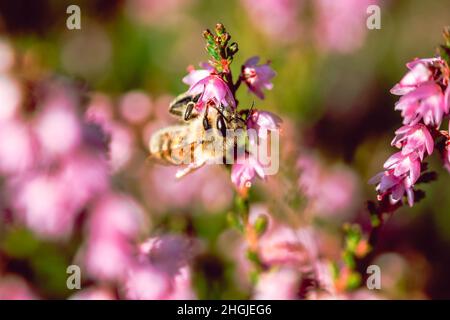 Abeille sur une fleur de bruyère pourpre avec un fond de bokeh coloré. Banque D'Images