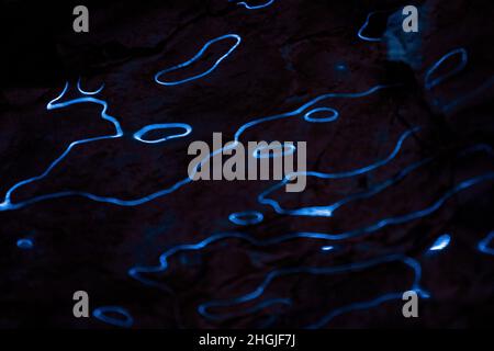 Ondes de réflexions de lumière bleue sur fond sombre.Courbes abstraites lignes de lumière fluorescente sur la surface de glace.Arrière-plan sombre avec Li liquide organique Banque D'Images