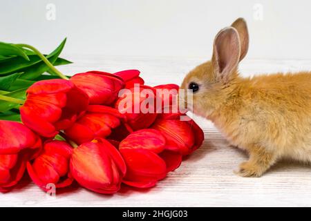 Carte de Pâques.Tulipes rouge vif et lapin sur fond blanc. Banque D'Images