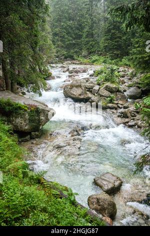 Ruisseau de montagne à High Tatras, Slovaquie, Europe. Banque D'Images