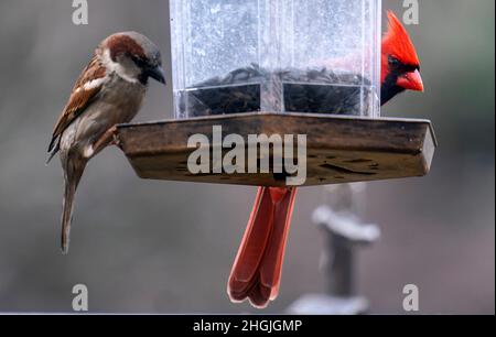 La femelle Northern Cardinal vient à l'arrière-cour mangeoire à oiseaux avec un Bruant Banque D'Images