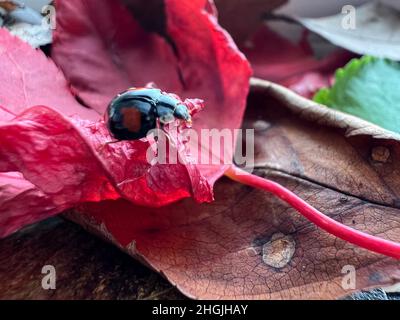 Ladybird on Leaf Banque D'Images