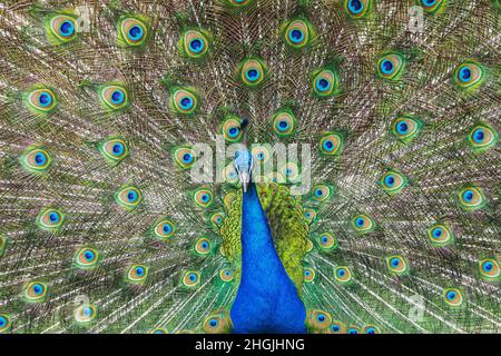 vue avant du paon avec ailes étalées Banque D'Images
