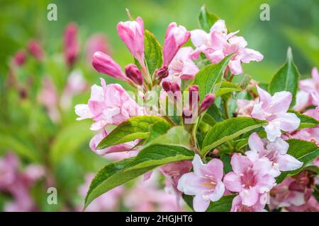 le rhododendron fleurit sur fond vert Banque D'Images