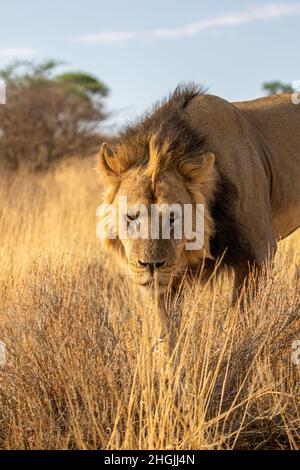 Lion à la manne noire dans le Kgalagadi Banque D'Images