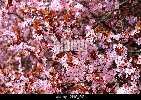 Prunus cerasifera Pissardii, fleurs de pruniers rouges dans le jardin.Magnifique arbre décoratif avec fleurs roses printemps nature fond. Banque D'Images