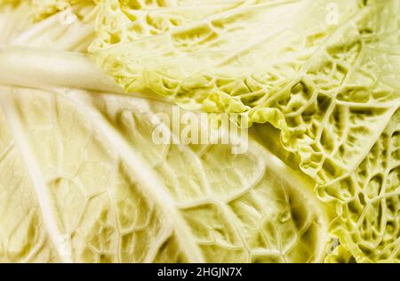 Détail de la feuille de chou vert de savoie , légume d'hiver Banque D'Images