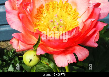 Gros plan d'une pivoine en fleur et d'un fourmis sur un bourgeon de pivoine non ouvert. Banque D'Images