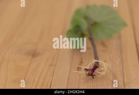 Une coupe enracinée de la plante de patate douce - fond en bois Banque D'Images