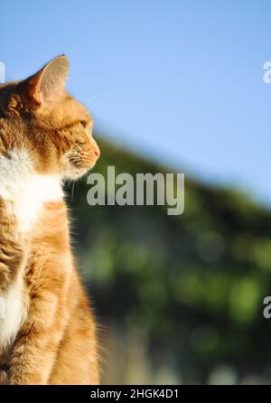 Un joli jeune chat au gingembre avec des bavoir blancs, assis dehors lors d'une journée bien remplie Banque D'Images