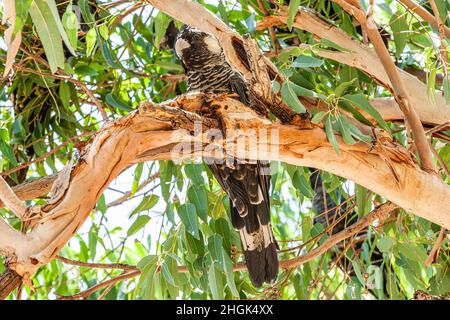 Gros plan sur le Cockatoo noir ou Cockatoo à long bec noir de Baudin, Calyptorhynchus baudinii, sur une branche épaisse et brune squameuse d'un Eucalyptus à natur Banque D'Images