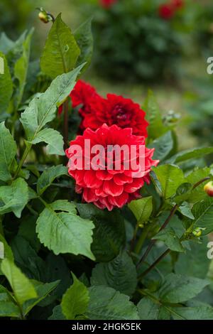 Fleur de Dahlia rouge dans le jardin gros plan Banque D'Images