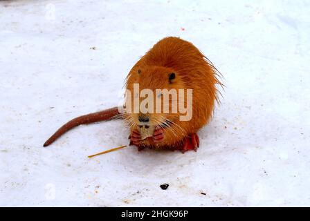 Le castor de marais de loutre jaune nutria mange dans la neige.Rat d'eau, rat musqué se trouve dans la neige dans une ferme forestière de parc d'hiver. Banque D'Images