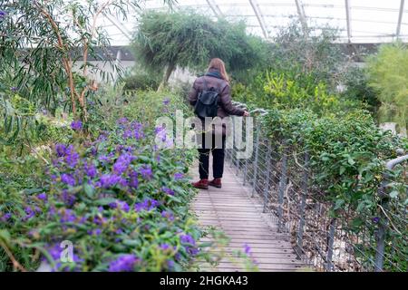 Femme visiteur personnes retour vue arrière visite du jardin botanique national du pays de Galles en janvier à pied par des fleurs violettes en hiver UK KATHY DEWITT Banque D'Images