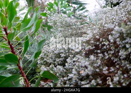 Erica canaliculata un arbuste à feuilles persistantes en fleur dans la Great Glass House au National Botanic Garden of Wales hiver janvier UK KATHY DEWITT Banque D'Images