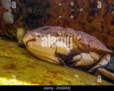 Gros plan d'un crabe de Jonas se cachant entre des rochers dans une piscine à marée au large de la côte du Maine Banque D'Images