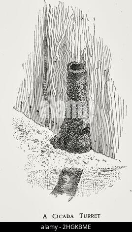 Une Cicada Turret construite contre une clôture de planche, à la base de laquelle s'ouvre la terrier Banque D'Images