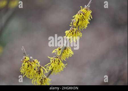 Noisette de sorcière jaune (Hamamelis x intermedia) Arnold Promise fleurit dans un jardin en janvier Banque D'Images