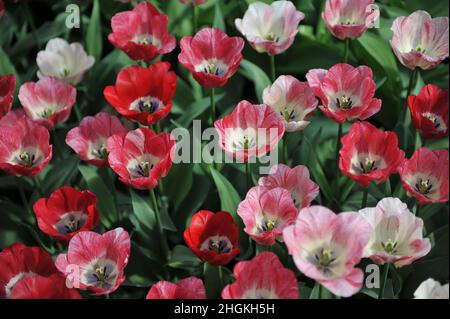 Tulipes rouges, roses et blanches (Tulipa) fleurissent dans un jardin en avril Banque D'Images