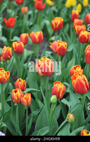 Rouge et jaune Double tulipes tardives (Tulipa) High Roler Bloom dans un jardin en mars Banque D'Images