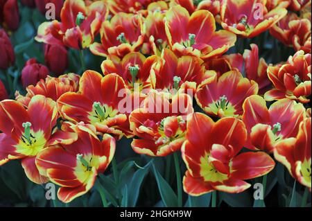 Rouge et jaune Double tulipes tardives (Tulipa) High Roler Bloom dans un jardin en avril Banque D'Images